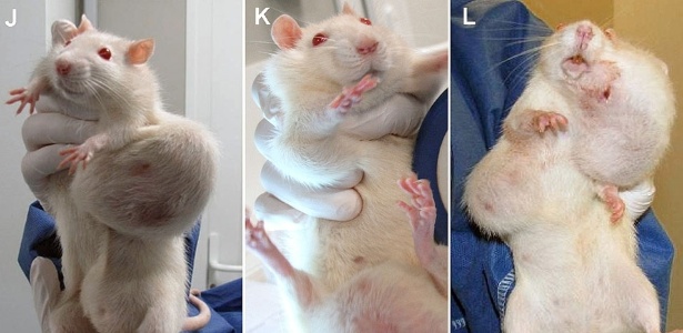 Imagem mostra tumores em ratos alimentados com milho da Monsanto. Segundo pesquisa divulgada em setembro na França, a mortalidade e as chances de câncer são até três vezes maiores nas cobaias que comeram transgênicos do que nos outros animais - Criigen/AFP