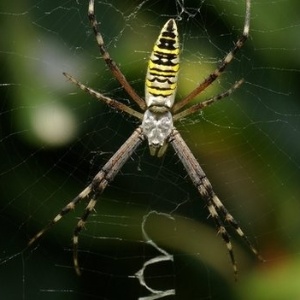 Aranhas "decoram" teias com padrões de zigue-zague para fisgar mais insetos  - Kim Kil-Won