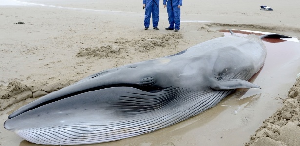 Baleia de 7m encontrada em praia britânica será sacrificada porque está muito magra para voltar ao mar - Divulgação