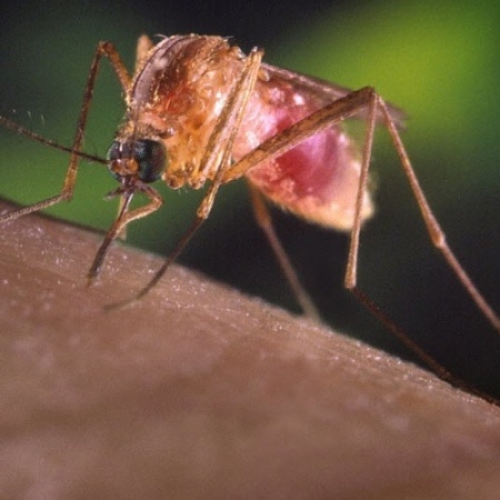 Mosquito do gênero culex é o principal responsável pela transmissão da doença - James Gathany - 28.set.2012/Reuters