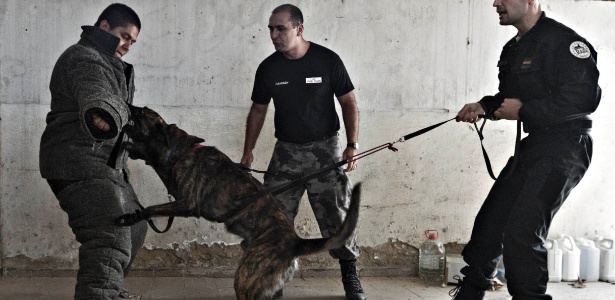 Cães da polícia do Rio aprendem técnicas francesas de treinamento em intercâmbio promovido pela PM
