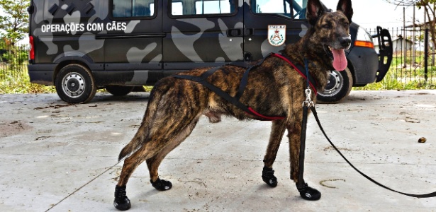 Anthrax usa botas especiais que devem ajudar no desempenho dos animais em terrenos escorregadios - Júlio Guimarães/UOL