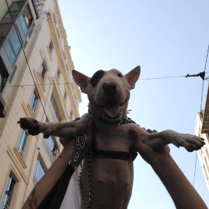 Turcos levam seus animais de estimação para participar da marcha pelos direitos dos animais em Istambul