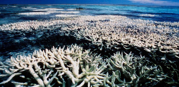 Austrália perdeu metade da cobertura original da Grande Barreira de Corais nos últimos 27 anos, comprovam cientistas - Reuters