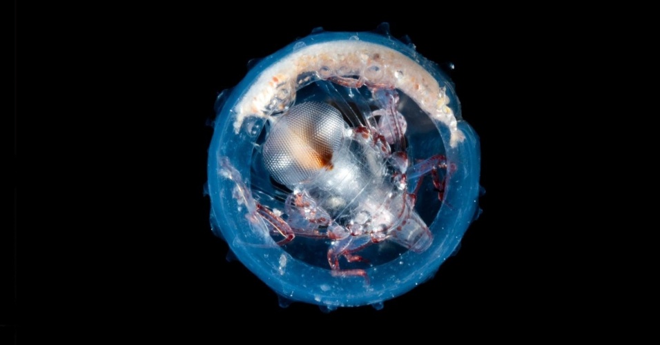Um cinegrafista marinho usou lentes macro com uma câmera HD para capturar as imagens. O cientista Chris Blower anunciou os resultados finais do estudo em um evento sobre mudanças climáticas no Museu de Ciência de Londres