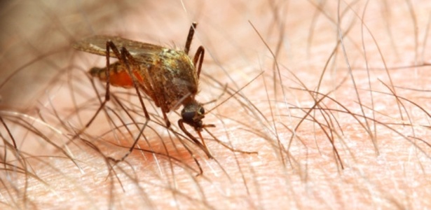 05.out.2012 - A fêmea do mosquito Anopheles mata mais de um milhão de pessoas por ano. O inseto é o mais letal do mundo animal porque é transmissor da malária - Thinkstock/Getty Images