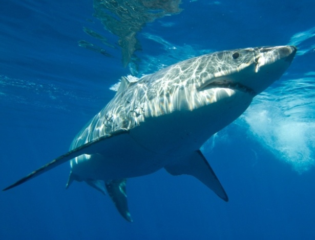 05.out.2012 - Um tubarão-branco entrou para o livro dos recordes em 2005 após completar o mais longo nado migratório da natureza. A "maratonista" Nicole, como foi batizada pelos pesquisadores, navegou mais de 20 mil quilômetros entre a África e a Austrália, por nove meses