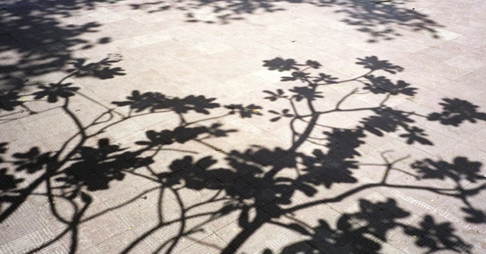 Mahesh Umrannia capturou esta imagem em uma tarde de verão de 2006, em Mumbai. "Pude tocar os galhos mais baixos ds árvore e sentir o calor do sol de verão sobre a minha cabeça. Ao sentir a diferença e temperatura e imaginar o desenho da sombra na calçada e tirei esta foto", conta.  - Mahesh Umrannia
