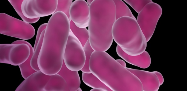 Bactérias do gênero "Lactobacillus" são as mais empregadas em suplementos probióticos para alimentos - Thinkstock