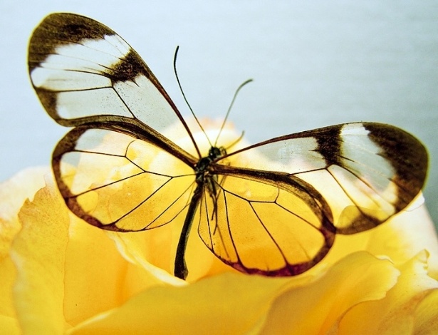 10.out.2012 - A transparência nestas criaturas é resultado da evolução. Acima, uma borboleta transparente (Greta oto) pousando sobre uma rosa