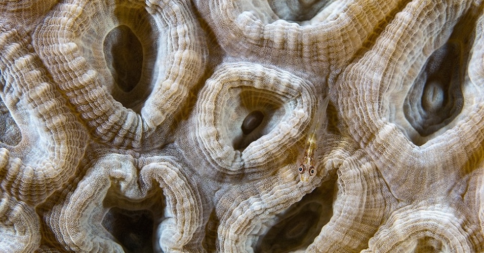 10.out.2012 - Acima, o peixe fantasma goby (Bryaninops erythrops) descansando em cima de corais na Indonésia