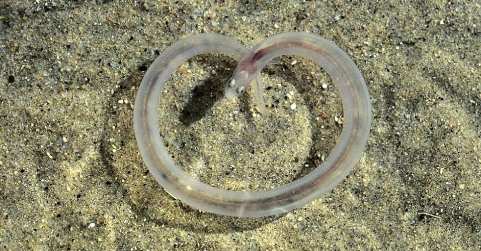 10.out.2012 - Acima, uma enguia transparente na areia do fundo do mar