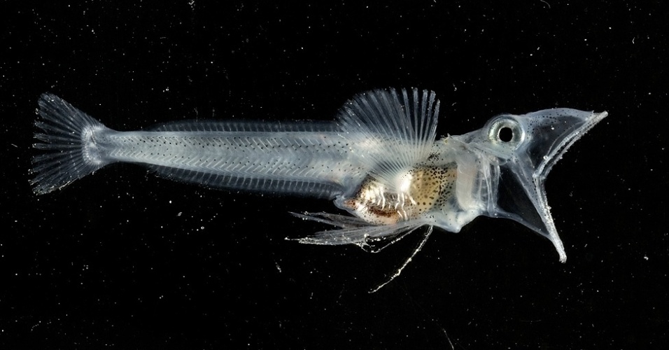 10.out.2012 - O ice-fish da Antártica (acima) , passa a vida inteira com a aparência transparente
