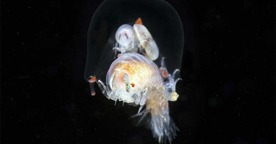 10.out.2012 - Tamanhos e formas também variam. Acima, pequenos crustáceos podem ser vistos dentro do corpo da Sarsia tubulosa, na Rússia