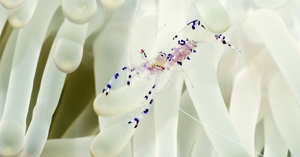 10.out.2012 - Uma série de fotos mostra as características de várias criaturas transparentes. Acima, o camarão Ancylomenes sarasvati, fotografato na Indonésia