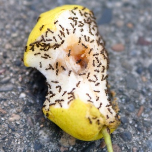As formigas podem contaminar roupas, alimentos e água utilizados pelas pessoas internadas - Getty Images