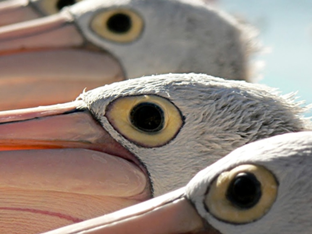 O garoto australiano Nicholas Morreau enviou esta imagem do mundo animal e tornou-se um dos finalistas do concurso. - Nicholas Morreau/Chidlren's Eyes on Earth 2012