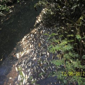 Peixes mortos no leito do rio Canabrava, em Goiás, são registrados em vistoria da Polícia Militar Ambiental em junho passado - Divulgação