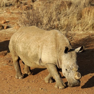 Chifres do rinocerontes são traficados para uso medicinal em países asiáticos - Stephanie De Sakutin/AFP