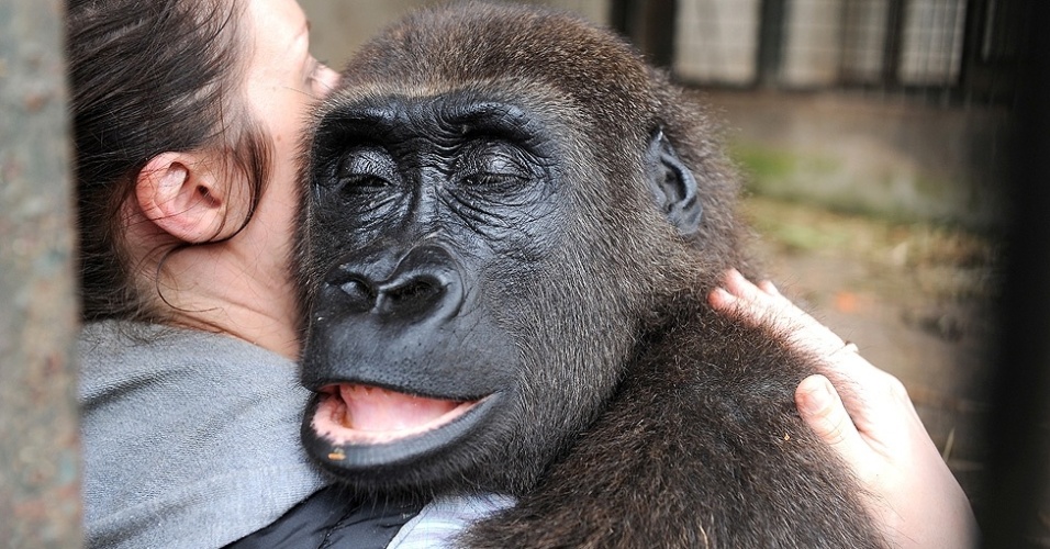 A imagem mostra o gorila Shufai, que foi baleado no braço há dez anos e agora precisa de uma cirurgia corretiva, na República de Camarões, África. A foto de Lucy Ray mostra quando Shufai recebeu os sedativos de Rachel Hogan, diretora da organização Ape Action.  - Lucy Ray para o Daily Mail/Picture Editor's Guild Awards
