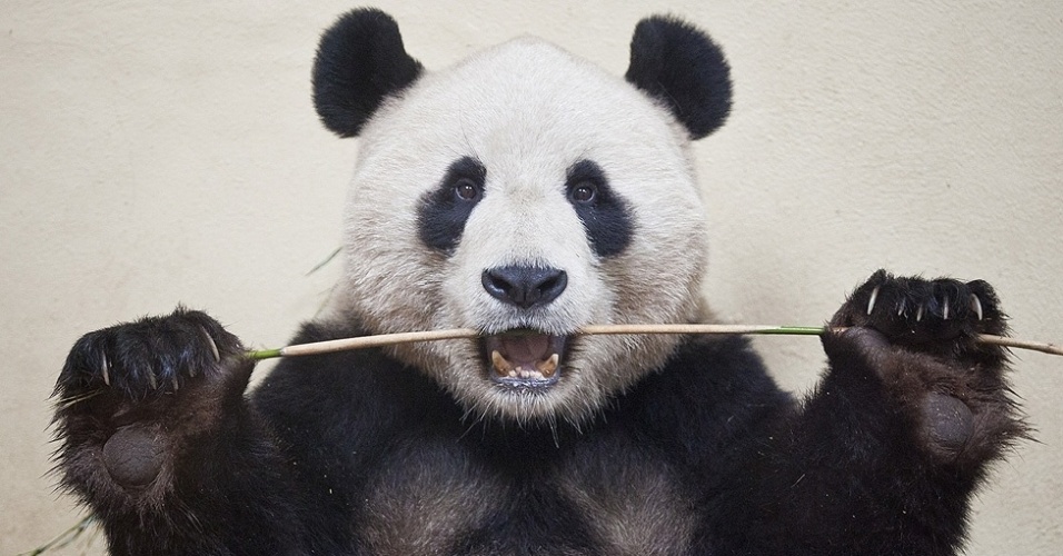 Acima, a foto de James Glossop para o jornal britânico 'The Times' mostra o panda macho Yang Guang no zoológico de Edimburgo, Escócia, flagrado em março de 2012.   - James Glossop, para o The Times/Picture Editor's Guild Awards