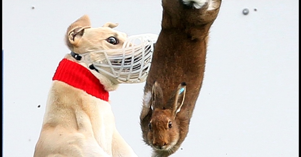 Na foto de Ian MacNicol, um cachorro corre atrás de uma lebre na tradicional copa da modalidade, ocorrida em Limerick, na Irlanda, neste ano. - Ian MacNicol (freelancer)/Picture Editor's Guild Awards