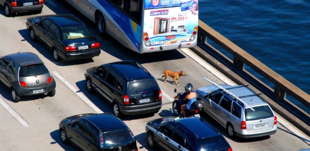 Cadela Carminha tumultuou o trânsito na ponte Rio-Niterói nesta quinta-feira (18). A via precisou ficar fechada nos dois sentidos por cerca de seis minutos para que o animal pudesse ser resgatado - Genilson Araújo/Parceiro/Agência O Globo