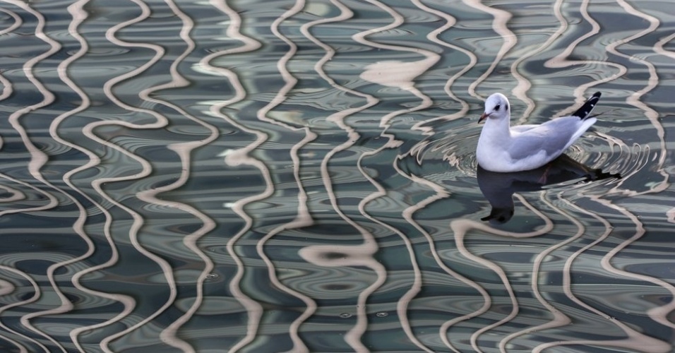  Esta gaivota de cabeça preta chamou a atenção da britânica Eve Tucker enquanto nadava em meio a desenhos formados na água. Eve percebeu que os desenhos eram na verdade reflexos de alguns dos mais altos edifícios de Londres no centro financeiro e empresarial de Canary Wharf.  - Eve Tucker/Veolia Environment Wildlife Photographer of the Year