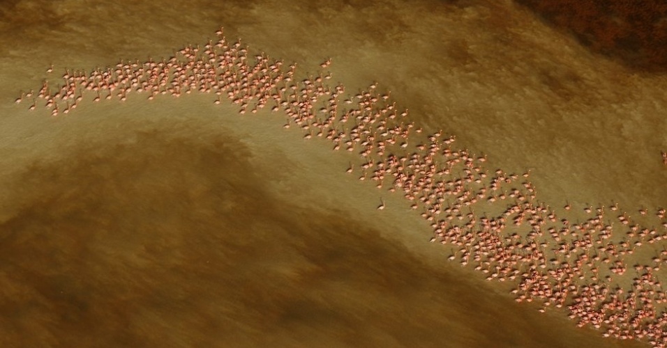 Milhares de flamingos caribenhos - os maiores e mais rosados das cinco famílias de flamingos - se reúnem a cada inverno no estuário da reserva de Ria Celestún, na península de Yucatán, no México. Da janela de um avião, o alemão Klaus Nigge usou lentes com estabilizadores de imagem para captar uma foto aérea que mostra a beleza do encontro.  - Klaus Nigge/Veolia Environment Wildlife Photographer of the Year