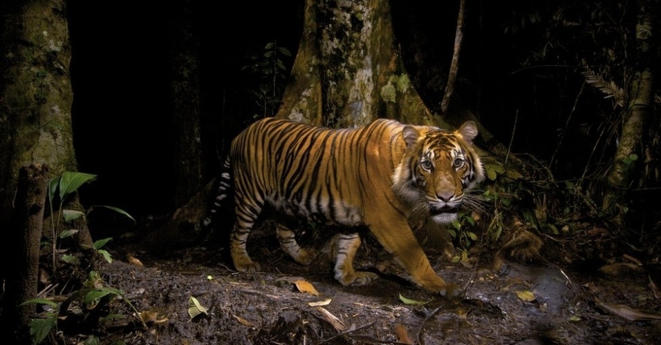 O americano Steve Winter foi o vencedor na categoria fotojornalismo. O animal retratado é um dos menos de 500 tigres de Sumatra selvagens. Steve instalou uma câmera automática para capturar a imagem. Ele teve a ajuda de um ex-caçador, hoje convertido em guarda florestal.  - Steve Winter/Veolia Environment Wildlife Photographer of the Year