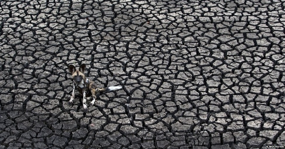  O sul-africano Kim Wolhuter venceu na categoria de Espécies Ameaçadas. Ele passou mais de quatro anos filmando cachorros selvagens na Reserva Malilangwe, no Zimbábue. Ele conhece intimamente o grupo de animais. "Eu viajei com eles, à pé, dentro da matilha, correndo com eles enquanto eles caçavam", ele conta.  - Kim Wolhuter/Veolia Environment Wildlife Photographer of the Year