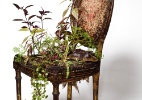 Galeria exibe plantas crescendo em móveis e fotos de livros em decomposição - Divulgação