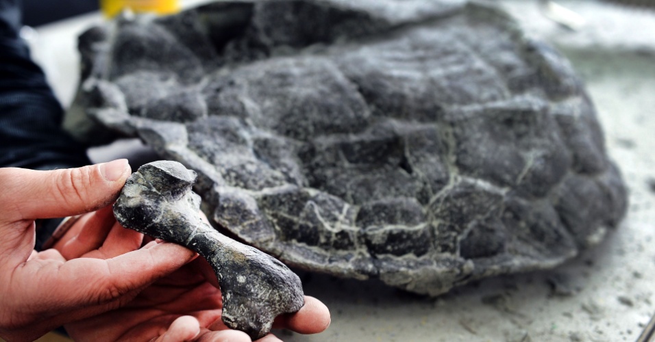 22.out.2012 - Paleontólogos reconheceram nesta segunda-feira (22) ter encontrado, no sul da Polônia, o fóssil mais completo e o mais antigo de uma tartaruga. O fóssil, que pode dar respostas sobre a origem do animal, tem 215 milhões de anos e possui a carapaça, os ossos da das pernas e as vértebras do pescoço e da cauda