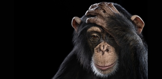 Chimpanzés mostraram comportamento tipicamente "humano" durante experimento com o Jogo do Ultimato - Brad Wilson/The Doinel Gallery