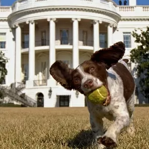 Todos os cachorros do presidente': conheça Champ, Major e outros cães (e  gatos) da Casa Branca - BBC News Brasil