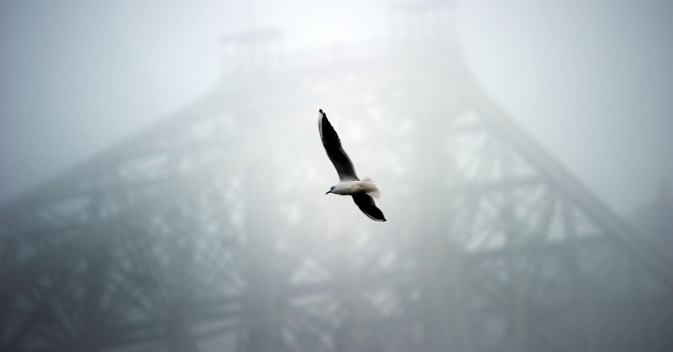29.out.2012 - Gaivota voa em frente de ponte escondida pela névoa, em Dresden, na Alemanha