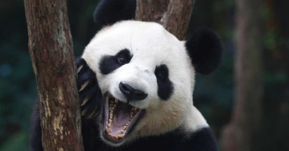 29.out.2012 - Panda gigante Jia Jia abre a boca em seu recinto no Safari River Park, em Cingapura