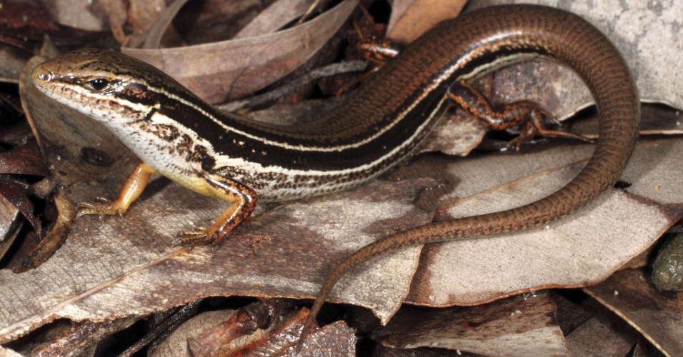 29.out.2012 - Uma nova espécie de lagarto foi descoberta por cientistas australianos, que a batizaram de "Ctenotus ora". O lagarto possui seis centímetros de comprimento e habita as dunas da planície costeira de Swan, em Perthaunque, na Austrália