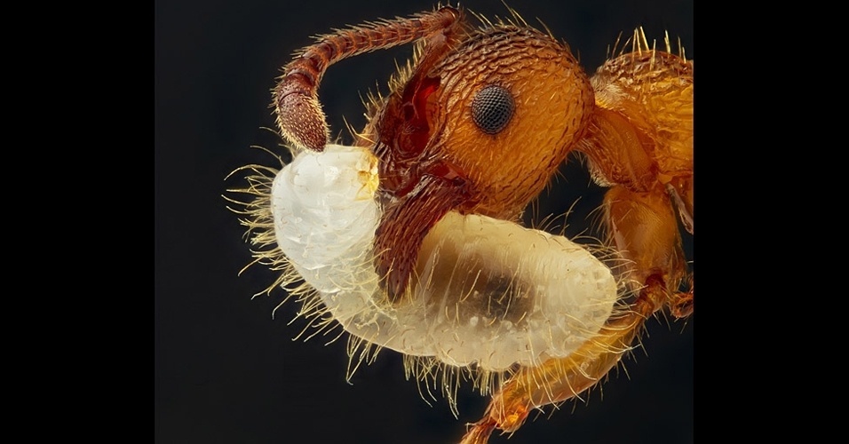 30.out.2012 - Uma formiga do gênero Myrmica carrega sua larva, refletindo a luz na imagem de Geir Drange, de Askr, Noruega. Com a imagem, Drange conquistou o nono lugar