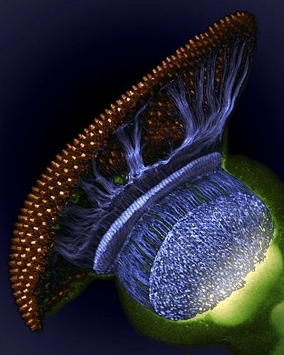 30.out.2012 - W. Ryan Williamson, do Instituto Médico Howard Hughes, na Virgínia, ficou em quarto lugar mostrando o sistema visual de uma mosca de fruta, em um estágio intermediário de desenvolvimento:a retina é dourada, os fotorreceptores em azul e o cerebro é verde