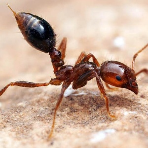 Cientista quer usar moscas para exterminar a formiga "Solenopsis invicta", espécie que se alastrou pelo sul dos Estados Unidos - Alex Wild/Myrmecost/Reprodução 