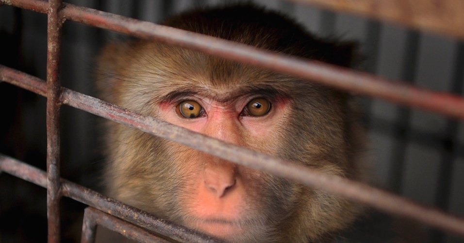 01.nov.2012 - Um macaco olha para fora de sua gaiola em um circo, na vila de Suzhou, em Anhui, na China