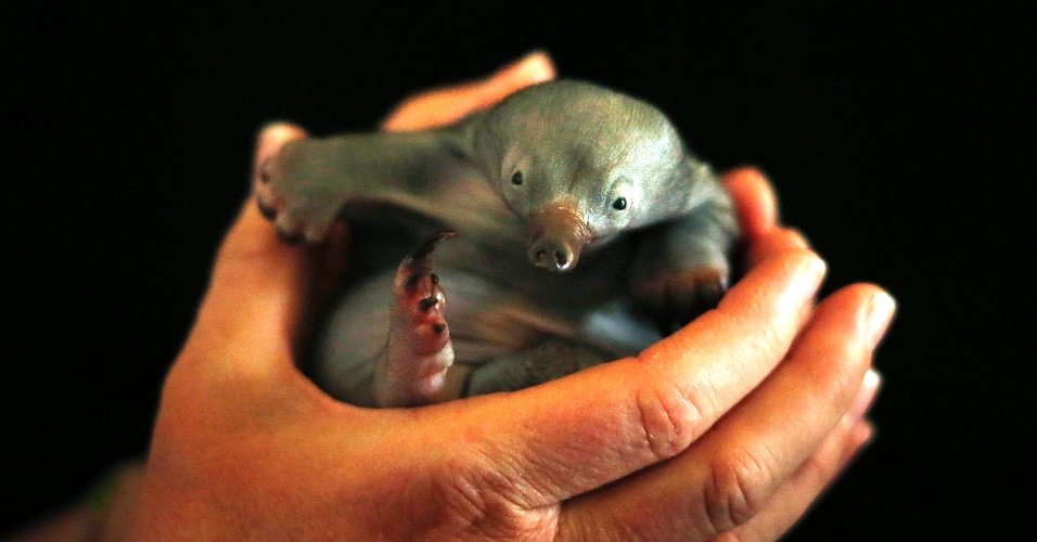 01.nov.2012 - Veterinário segura filhote de equidna de apenas 55 dias de idade, no zoológico Taronga, em Sydney, na Austrália