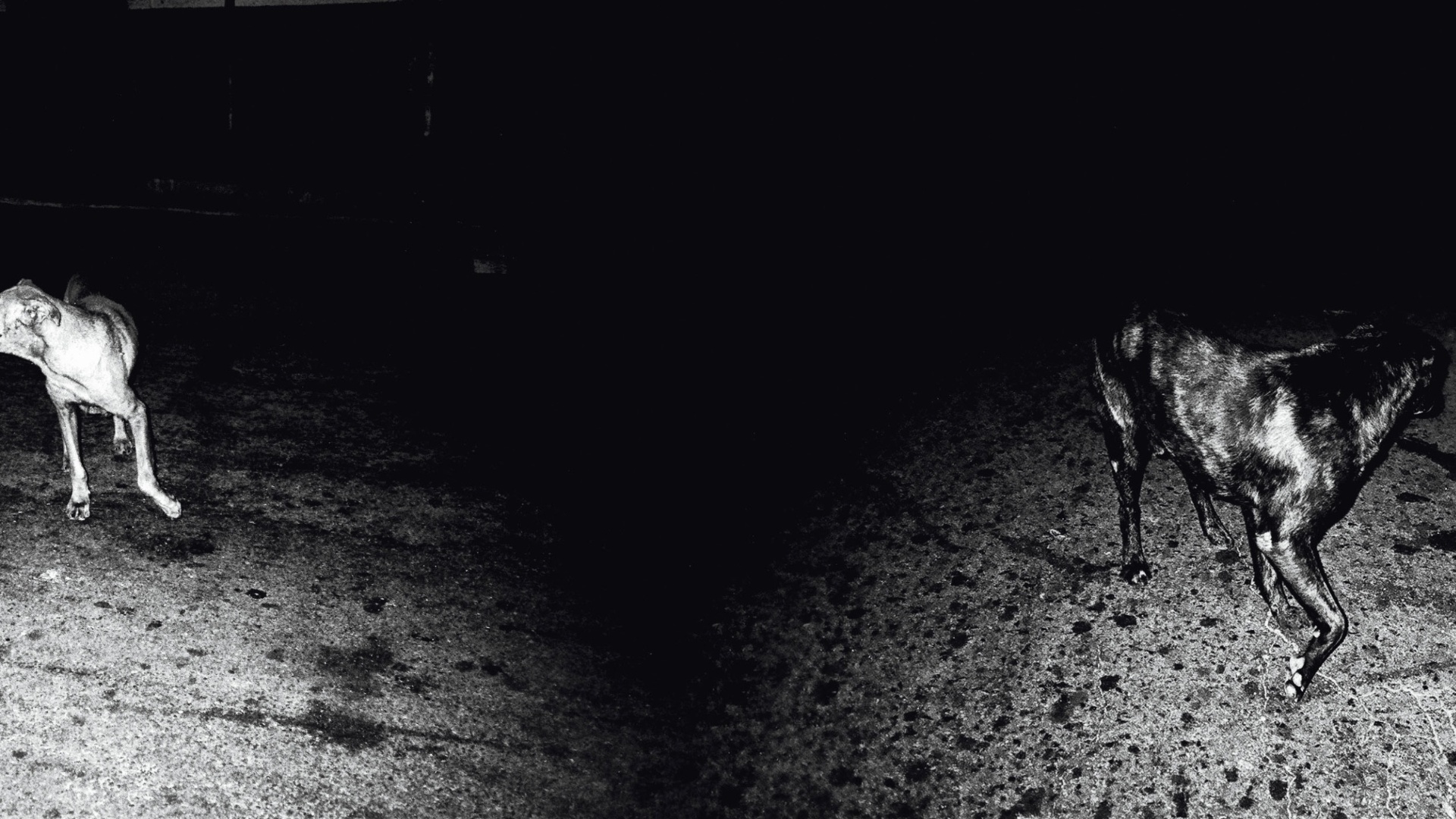 Foto do artista plástico, músico e compositor Eduardo Climachauska retrata a vida noturna de cãse vira-latas. As fotografias foram feitas com uma Leica e foram publicadas na terceira edição da revista de fotografia Zum, do Instituto Moreira Salles  - Eduardo Climachauska