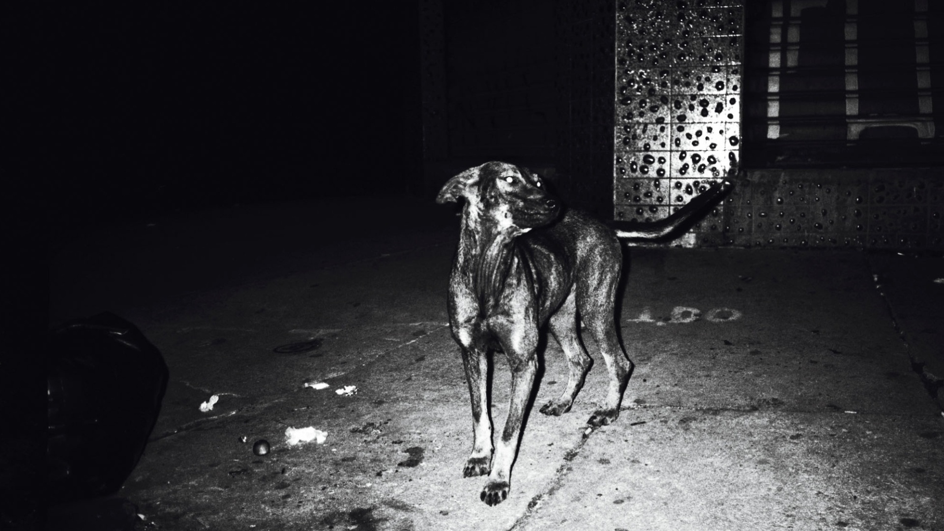 Fotógrafo Eduardo Climachauska retrata a vida dos cães abandonados nas ruas. As imagens noturnas foram feitas com flash para acentuar a presença esquiva dos animais e estão publicadas na terceria edição da revista de fotografia "Zum"  - Eduardo Climachauska