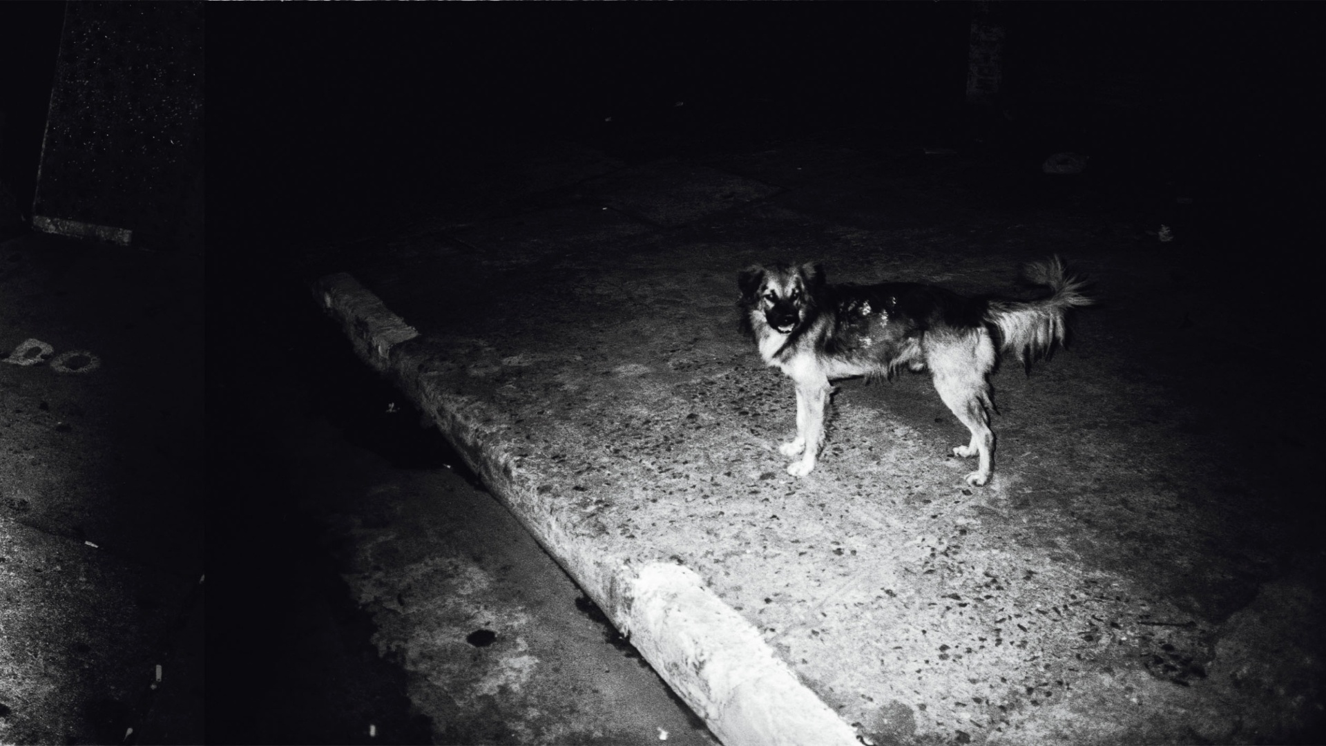Fotógrafo Eduardo Climachauska retrata a vida dos cães abandonados nas ruas. As imagens noturnas foram feitas com flash para acentuar a presença esquiva dos animais e estão publicadas na terceria edição da revista de fotografia "Zum"  - Eduardo Climachauska