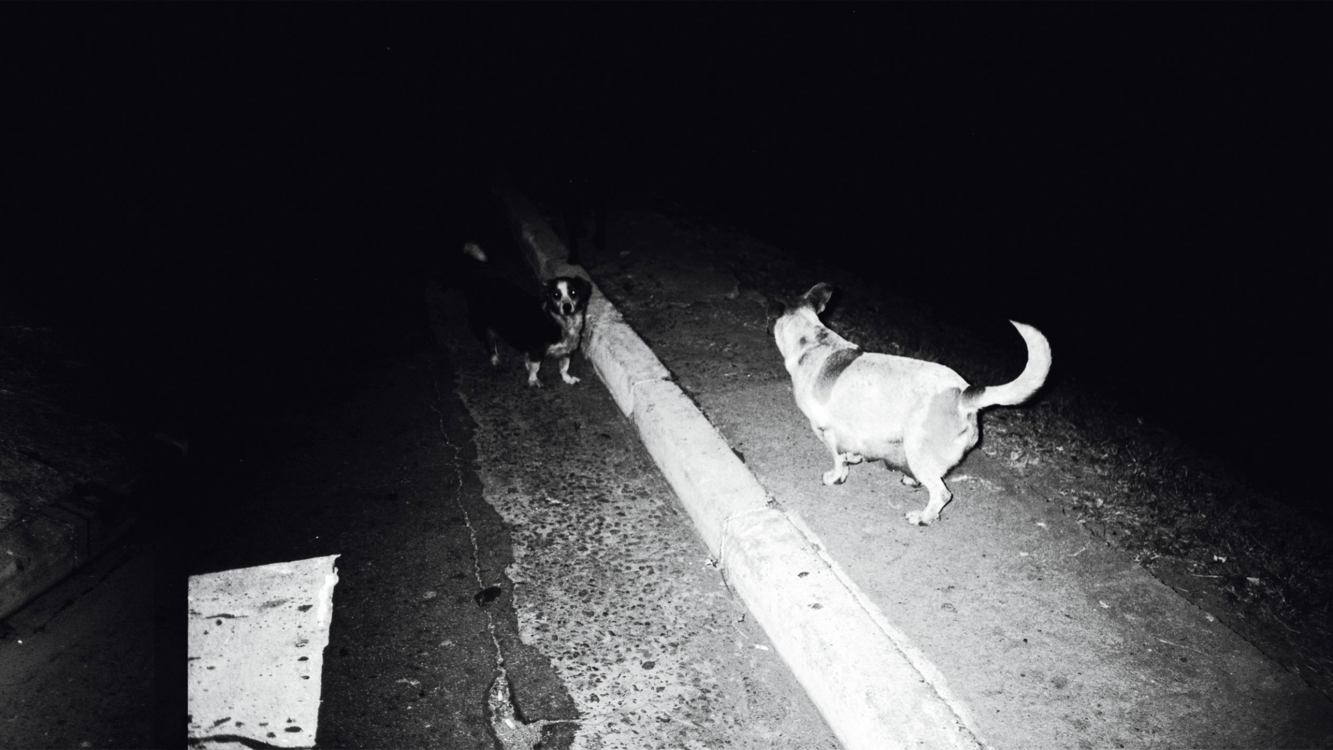 Imagem de Eduardo Climachauska, feita à noite e com flash, retrata a solidão de cães vira-latas nas ruas - Eduardo Climachauska