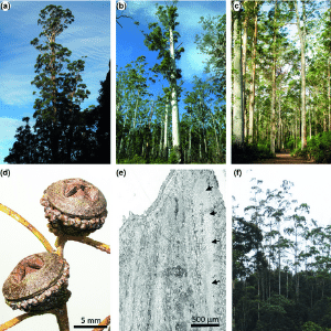 Eucaliptos gigantes são fonte de estudo de ecologista da Universidade da Tasmânia, na Austrália - Divulgalção