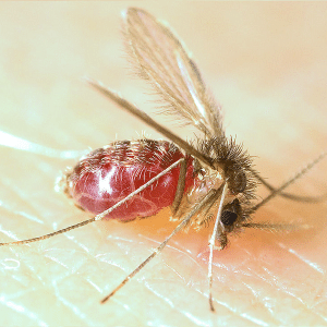 O mosquito-palha "L. longipalpis" é o principal transmissor da leishmaniose visceral no Brasil - Ray Wilson, Liverpool School of Tropical Medicine