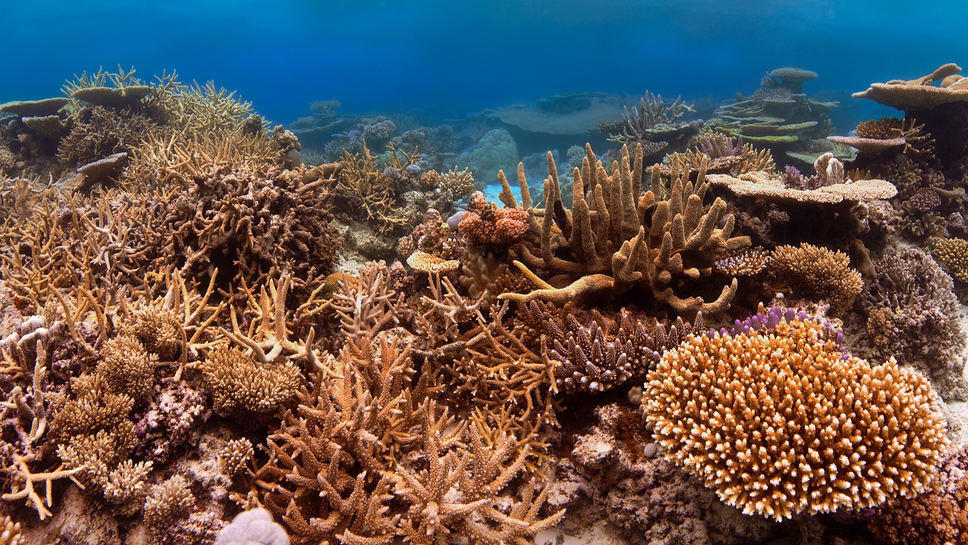 "A Vida em Nossos Mares" (editora Avis Brasilis, R$ 96, 288 páginas) é o primeiro livro de fotos do biólogo João Paulo Krajewski. Ele também é conhecido por sua participação no programa do Faustão, como produtor e apresentador do quadro "Domingão Aventura". O livro traz 240 imagens que mostram a variedade de seres vivos presentes nos mares de dez países (21/11/12) - Divulgação